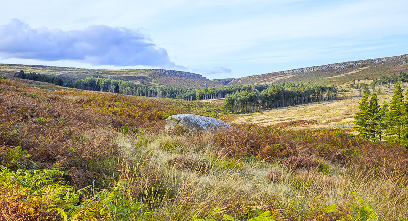 Fiddler's Elbow